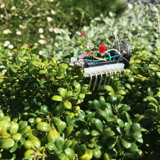 タコドリル_Nagi