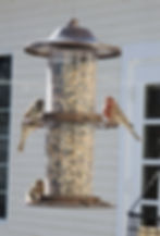 finches and sparrow on feeder