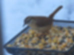 carolina wren in platform feeder