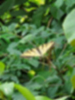 swallowtail butterfly