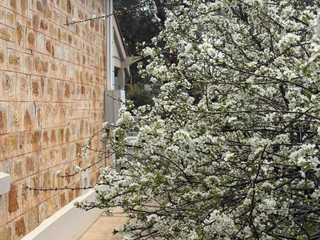 Spring is in the air in South Australia!