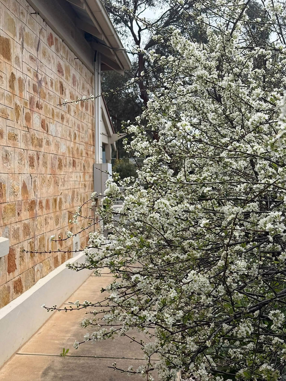 Spring is in the air in South Australia!