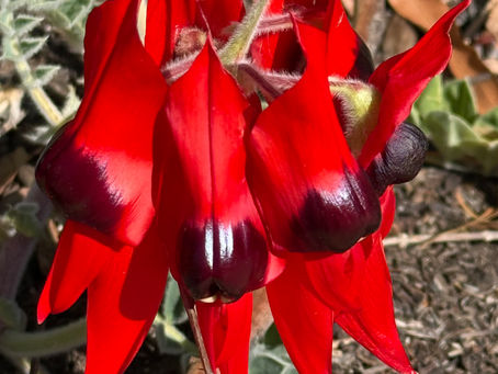 Eco-Style Tuesday - Sturt’s Desert Pea