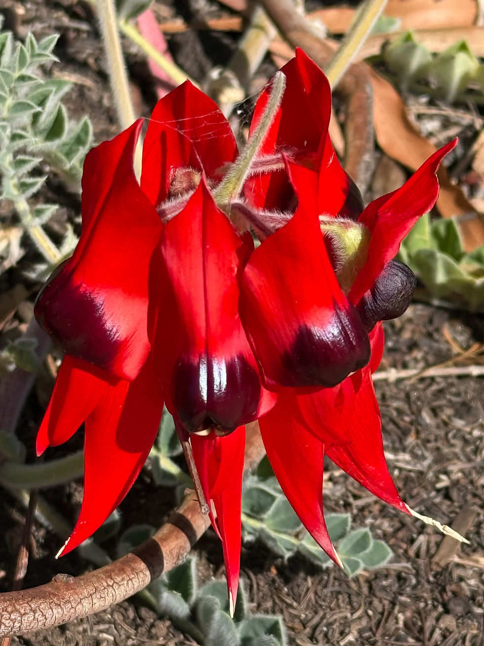 Eco-Style Tuesday - Sturt’s Desert Pea