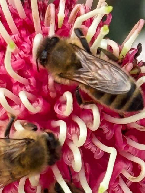 Eco Style Tuesday | Tiny visitors, big impact