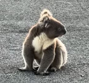 Eco-Style Tuesday | A Quiet Life, A Big Story - Australian wildlife