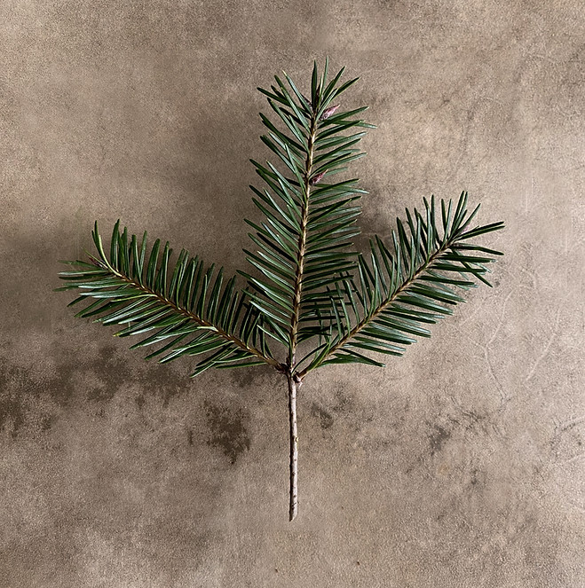 PillarImg_Cedar_2.jpg