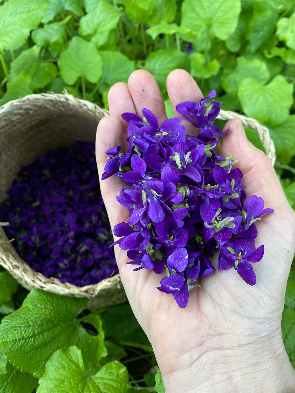 Thumbnail: Sacred Cacao + Forest Medicine Vibrational Essence Drops