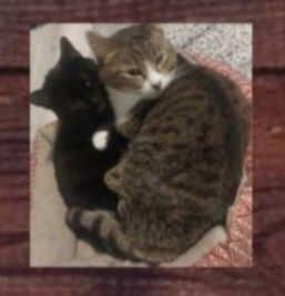 Artemis (Arty), the black cat and Curtis (Curty), the brown Tabby cat