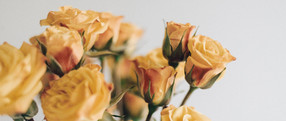 Spray roses
