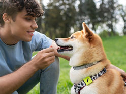 Por qué conversar con tu perro mejora tu bienestar emocional