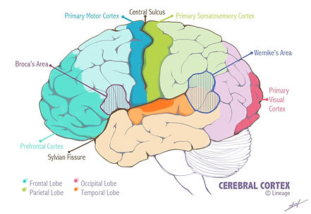cortex.jpg