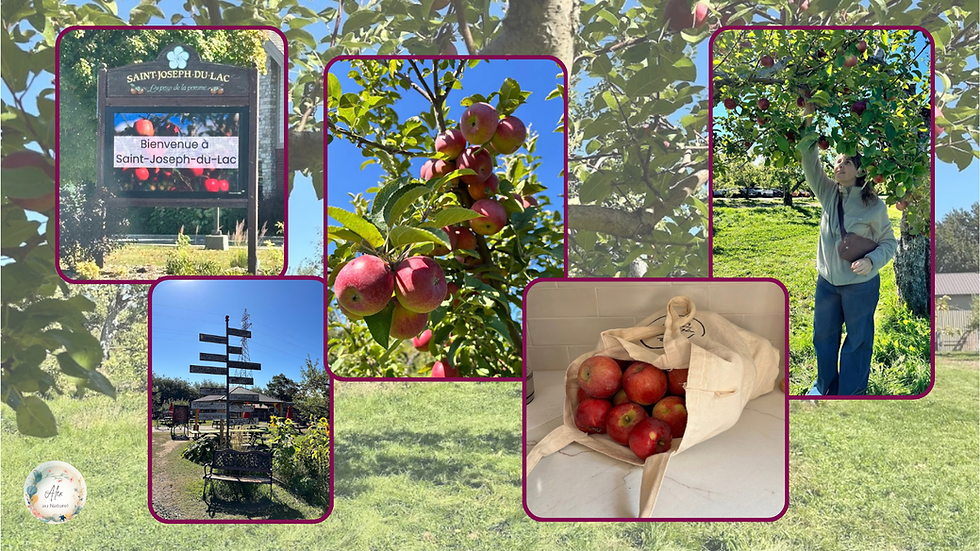 Collage photo d'une sortie d'autocueillette de pommes à Saint-Joseph-du-Lac, avec cueillette dans l'arbre et sac de pommes rapportées