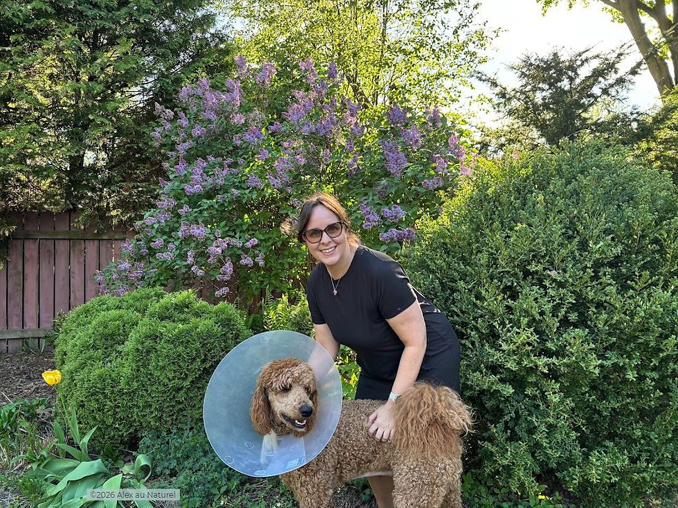 Alex au Naturel souriante dans son jardin fleuri de lilas en mai, aux côtés de Malo son golden doodle portant un collet vétérinaire — illustration de la bienveillance envers soi-même en période de préménopause et de fatigue chronique.
