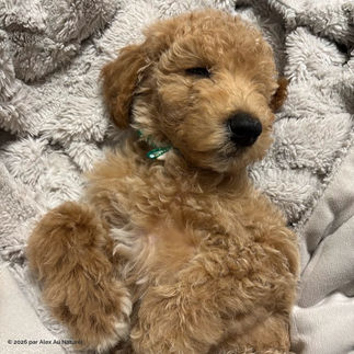 chiot caniche royal qui dort