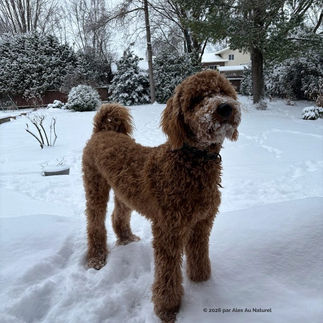 chien caniche royal dans la neige