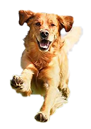 I often like to walk dogs at the beach. I let them run and play in the water. When we're done they are tired and sleep when they get home.