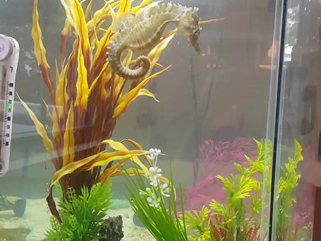 Why does my Seahorse or Fish have positive buoyancy.