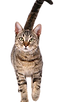 Services offered for pet sitting or dog walking in hampton nh area are offered at a reasonable price. I feel my pricing is simular to the other fees pet sitters charge.