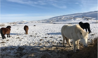 islandia
