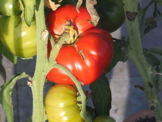 Why I'm not growing tomatoes this year