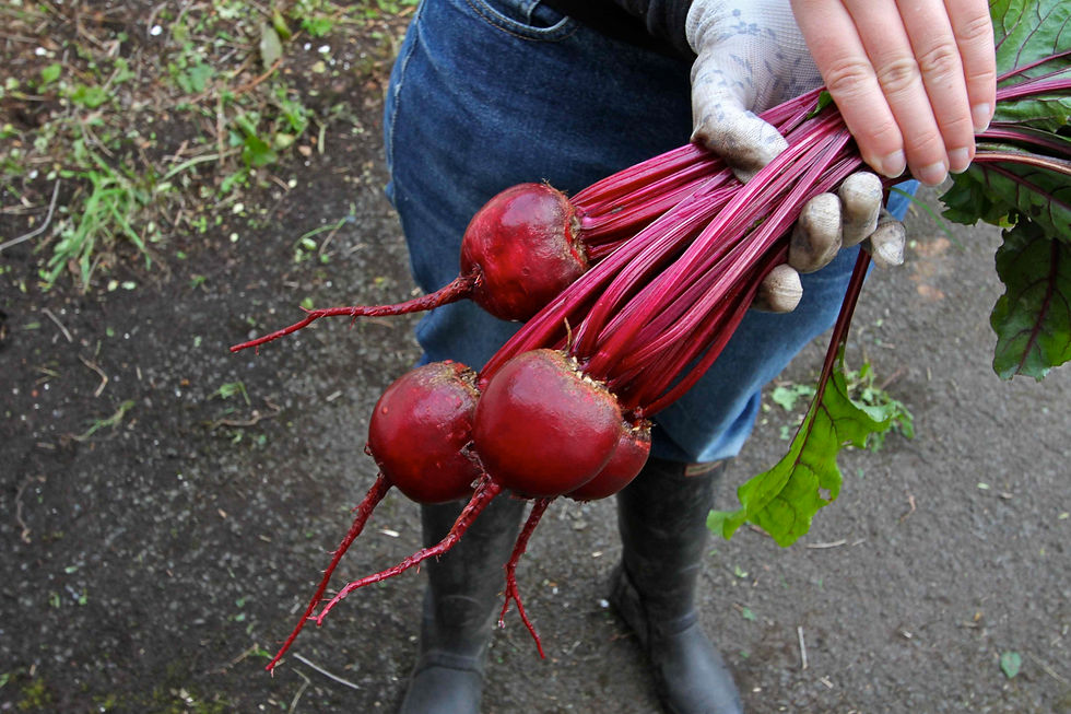Beetroot.jpg