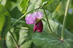 Pea flower.jpg