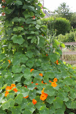 Runners and nats.jpg