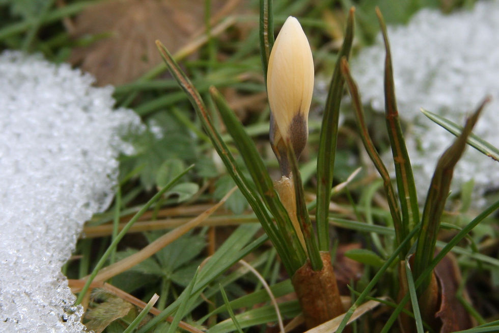 Yellow crocus 2015.jpg