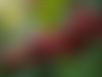 Understanding Ethical Coffee Sourcing