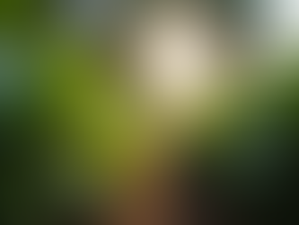 How Sustainable Coffee Farming Benefits Everyone