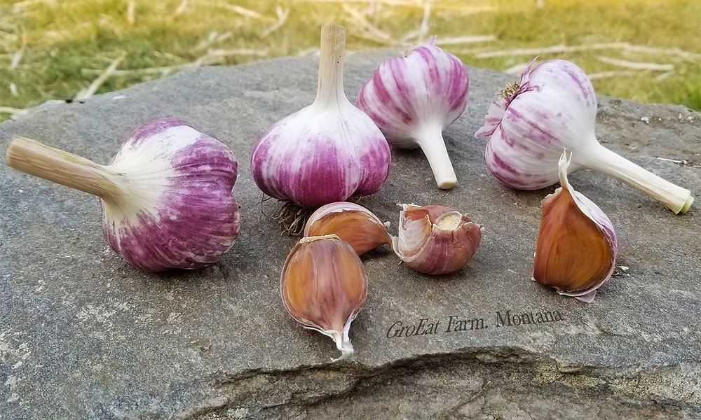 Growing Garlic for the First Time