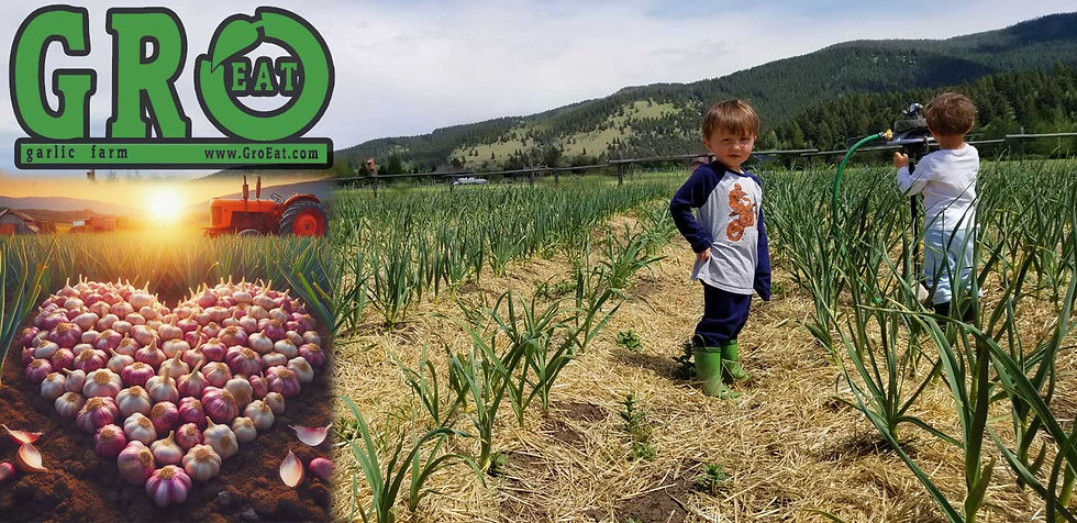 row-sen-2023-garlic-mulch.jpg