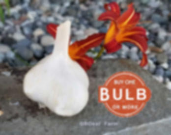 Individual Garlic Bulbs