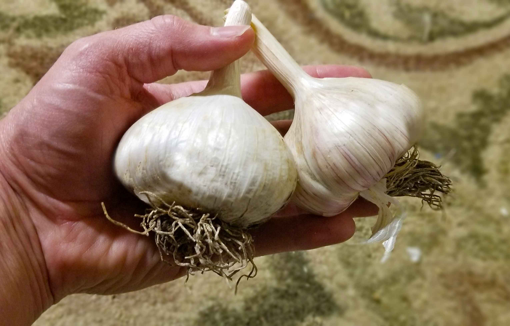 How to Grow Large Garlic Bulbs with Excellent Taste