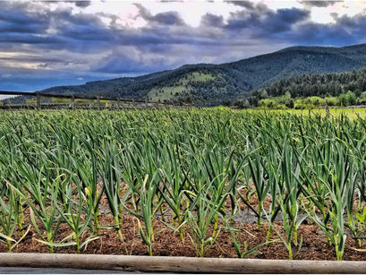 The Perfect Farm Combo: Garlic and Mountains