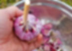 Persian Star, Vivid Clove, Outter Bulb, purple wrapper, streaked, red tips, pleasant flavor, mild spice, Uzbekistan bazaar