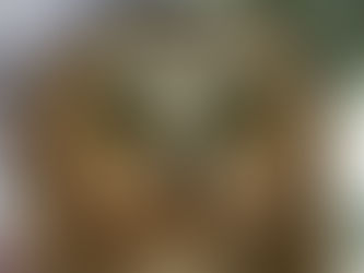 Who's Who.  Northern Saw-whet Owl