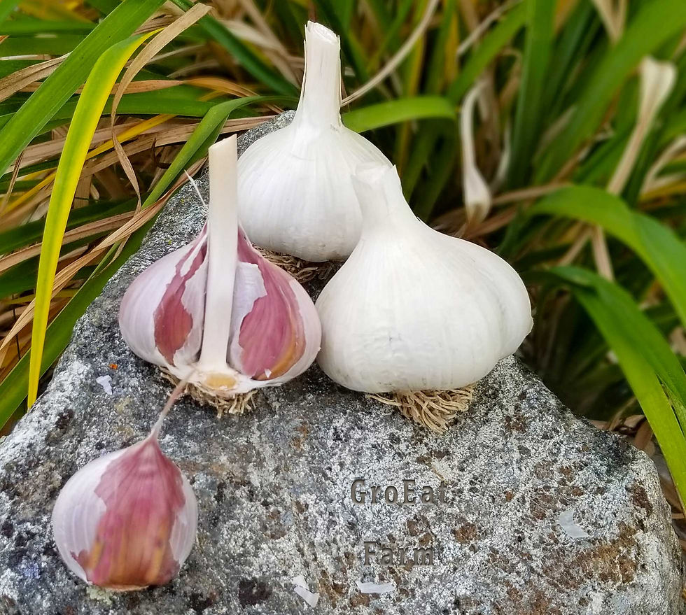 Thumbnail: Culinary Garlic