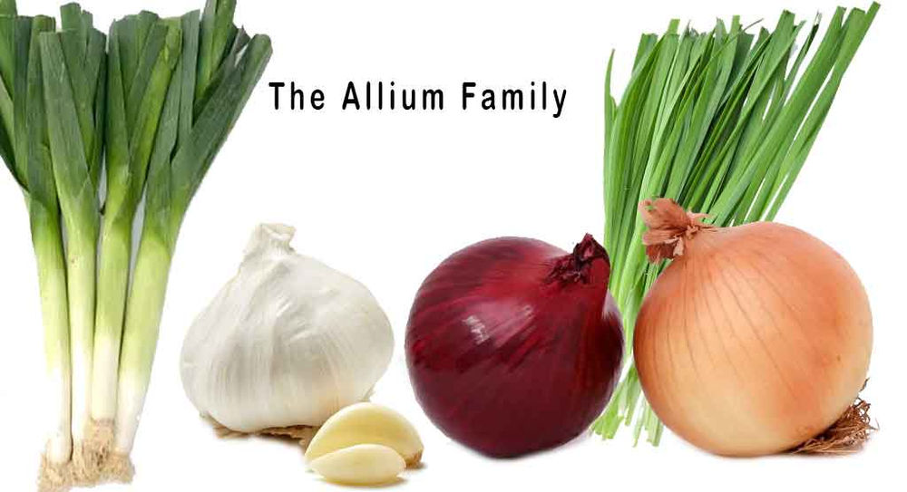 Garlic Facts! What do You Know About Garlic?