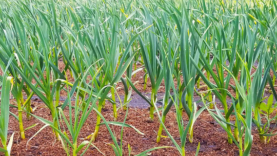 Planting the Next Crop of Garlic?