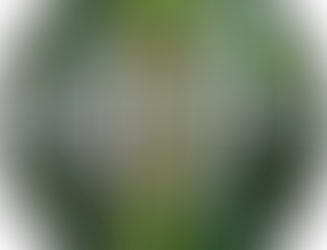 Dragonflies and Damselflies