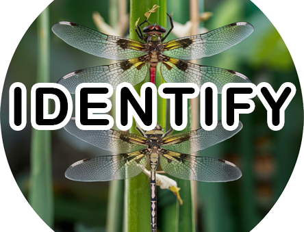 Dragonflies and Damselflies