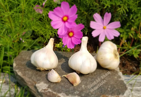 Buying Garlic Seed or Buying Seed Garlic?