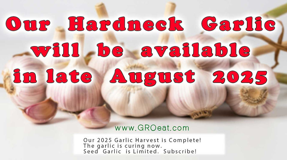 garlic-available-august-2025.jpg