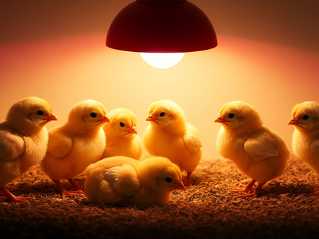 brooding in poultry production