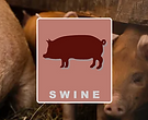 swine.png