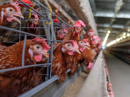 Longevity is the new productivity metric in modern layers