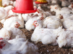 Respiratory Disease in Broiler Production: Why the Risk Extends to Breeder Flocks