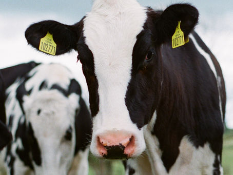 Understanding Ketosis: A Guide to Detection and Management in Fresh Cows